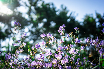 Crested Serpent sweet purple flowers in the garden at morning time