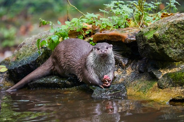 Fototapete bei efototapeten.de bestellen   