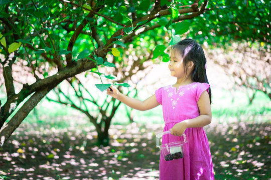 Little Asian Girl Collect The Mulberry Fruit In The Garden