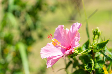 Fototapeta premium Close up of Chaba (hibiscus) flower in blooming with leaf in the garden