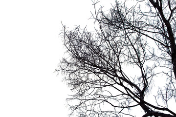 Dead branches , Silhouette dead tree or dry tree on white background with clipping path.