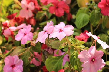 Obraz premium flower