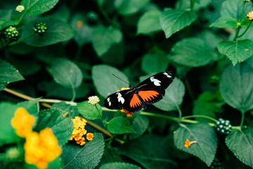 Colorful butterflies in a butterfly factory