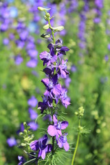 Naklejka premium flower