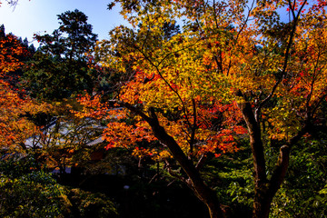 清川の紅葉