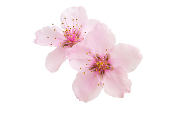 Fototapeta na wymiar Sakura flowers isolated