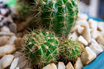 Green cactus in the pot