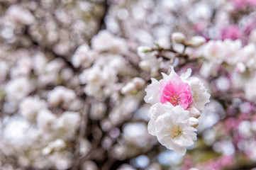 cherry-blossom