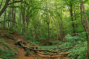 Fresh and green beech forest with several fallen trees. Soft light shining on the treetops. Withered brown leaves in the forest floor.
