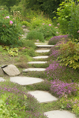 Obraz premium Garden path with purple thyme flowers along the side.