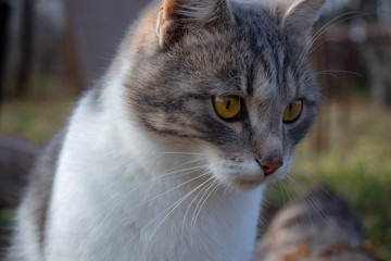 Fluffy street cat with yellow eyes sits in the garden in autumn closeup