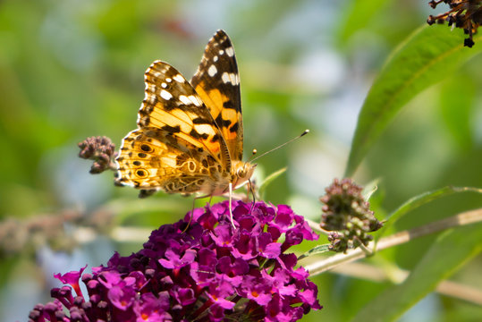 Butterfly Painted Lady, Vanessa cardui, eating nectar from flowers on Summer Lilac, Buddleja davidii. Face, antennas and trunk is visible. Bright image with vibrant colors; purple, orange and green.