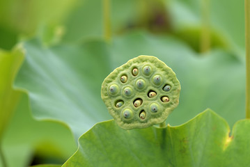 Lotus seed pod and Green Lotus fruit