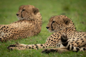Close-up of two male cheetah lying down