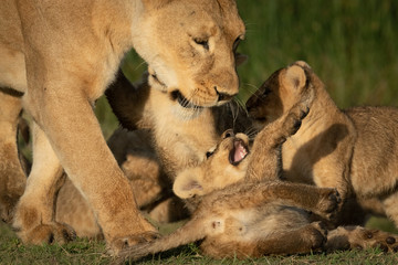 Fototapeta na wymiar Close-up of walking lioness playing with cubs