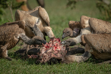 Close-up of white-backed vultures feeding on wildebeest