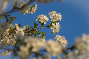 Beautiful blooming spring flowers