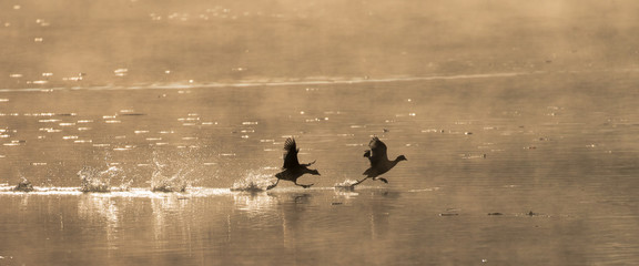 Water birds at flight