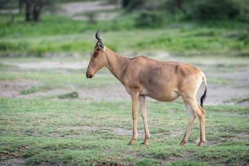 Coke hartebeest stands on savannah facing left