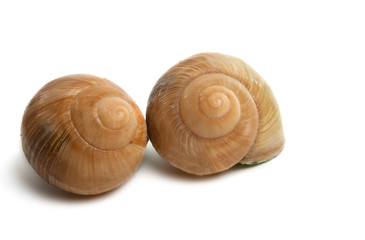 stuffed snails isolated