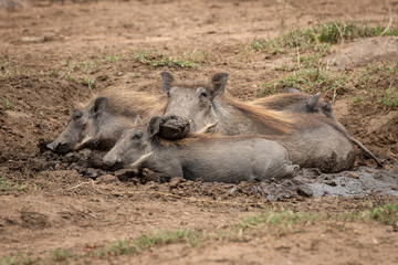 Fototapeta premium Common warthog and piglets lie in mud