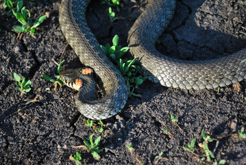 The grass snake (Natrix natrix, ringed snake, water snake) crawling on dry ground, top view