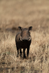 Common warthog eyeing camera from burnt grass