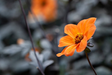 Orange Blüte mit dunklem Hintergrund