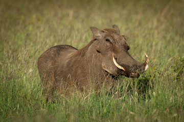 Common warthog stands eyeing camera in grass