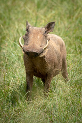Common warthog stands facing camera in grass