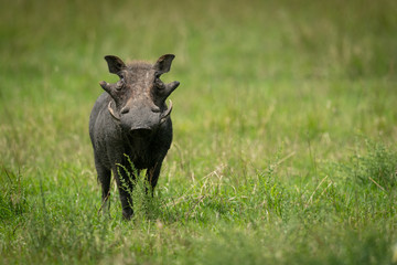 Common warthog stands in grass eyeing camera