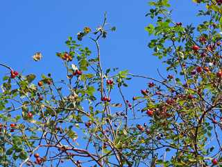 Rose hips 2