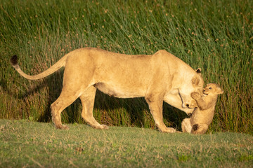 Obraz na płótnie Canvas Cub grabs head of lioness in grass
