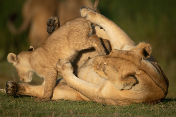 Cub jumps over lioness lying on back