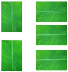 Banana leaves on a white surface