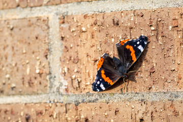 Fototapeta na wymiar Red Admiral Butterfly, Vanessa Atalanta, resting on a brown brick wall