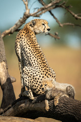 Cub lying behind cheetah on fallen branch