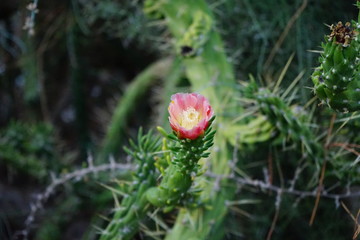 flower in the garden