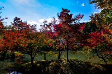 Naklejka premium 朝地の紅葉