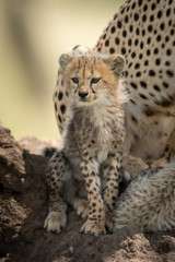 Cub sits on termite mound by cheetah