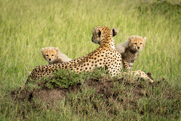 Cubs sit behind mother on termite mound