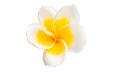 frangipani isolated