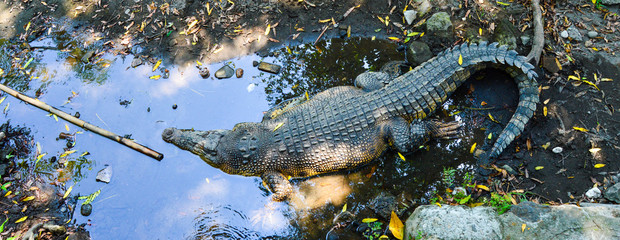 young crocodile keeping in shallow water