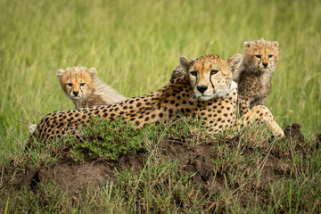 Cubs sit on termite mound beside mother