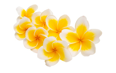 frangipani isolated