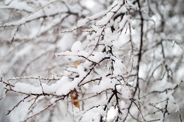 branch of a tree in winter