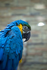 blue and yellow macaw