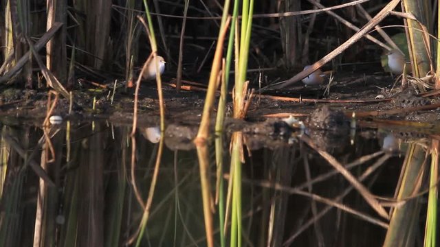 cute little birds ,bearded reedling jumping along the stream