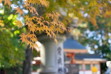 紅葉と神社