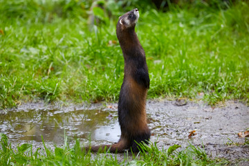 Cute polecat waiting for the feeding